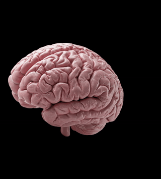 Prethinks Brain Animation